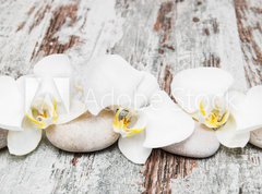 Fototapeta pltno 330 x 244, 78194063 - beautiful orchid with stones