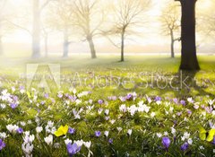 Samolepka flie 100 x 73, 78313786 - abstract sunny beautiful Spring background - abstraktn slunn krsn jarn pozad