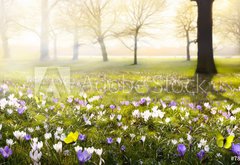 Fototapeta pltno 174 x 120, 78313786 - abstract sunny beautiful Spring background