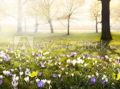 Fototapeta pltno 330 x 244, 78313786 - abstract sunny beautiful Spring background