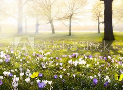 Fototapeta papr 360 x 266, 78313786 - abstract sunny beautiful Spring background