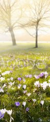 Samolepka na dvee flie 90 x 220, 78313786 - abstract sunny beautiful Spring background
