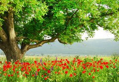 Fototapeta papr 184 x 128, 7853282 - Poppy - Poppy pole a velk zelen strom