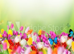 Samolepka flie 100 x 73, 78579021 - Beautiful bouquet of tulips. - Krsn kytice tulipn.