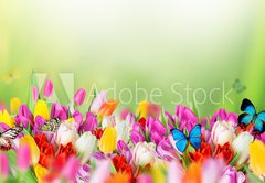 Fototapeta pltno 174 x 120, 78579021 - Beautiful bouquet of tulips.