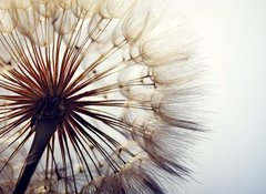 Fototapeta100 x 73  big dandelion on a blue background, 100 x 73 cm