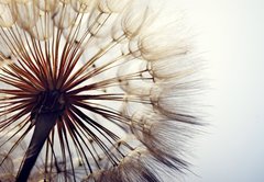 Fototapeta145 x 100  big dandelion on a blue background, 145 x 100 cm