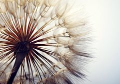 Fototapeta184 x 128  big dandelion on a blue background, 184 x 128 cm