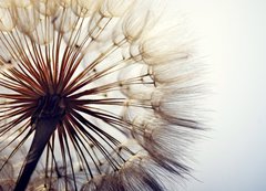 Fototapeta200 x 144  big dandelion on a blue background, 200 x 144 cm