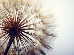 Samolepka flie 270 x 200, 78624800 - big dandelion on a blue background