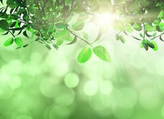 Fototapeta pltno 160 x 116, 78625365 - Leaves and grass against a defocussed background - Listy a trvy proti rozostenm pozad