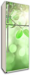 Samolepka na lednici flie 80 x 200  Leaves and grass against a defocussed background, 80 x 200 cm