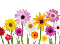 Fototapeta pltno 160 x 116, 7866722 - Summer daisies