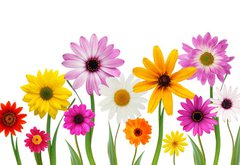 Fototapeta pltno 174 x 120, 7866722 - Summer daisies