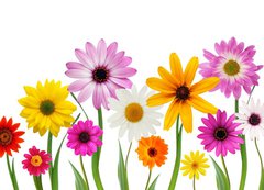 Samolepka flie 200 x 144, 7866722 - Summer daisies