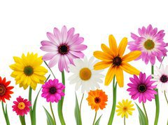 Samolepka flie 270 x 200, 7866722 - Summer daisies