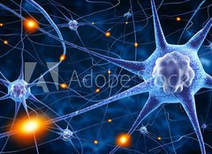 Fototapeta papr 160 x 116, 78707112 - nerve cells - nervov buky