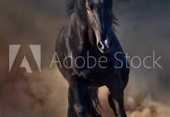 Fototapeta pltno 174 x 120, 78859419 - Beautiful black stallion run in desert dust against sunset sky