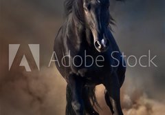 Fototapeta papr 184 x 128, 78859419 - Beautiful black stallion run in desert dust against sunset sky