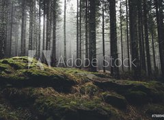 Samolepka flie 100 x 73, 78894153 - wilderness landscape forest with pine trees and moss on rocks - poutn krajina les s borovicemi a mechem na skalch