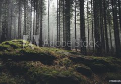 Fototapeta145 x 100  wilderness landscape forest with pine trees and moss on rocks, 145 x 100 cm