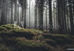 Fototapeta184 x 128  wilderness landscape forest with pine trees and moss on rocks, 184 x 128 cm