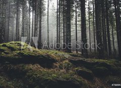 Fototapeta254 x 184  wilderness landscape forest with pine trees and moss on rocks, 254 x 184 cm