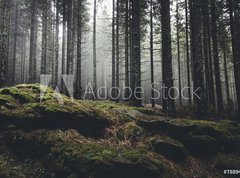 Fototapeta330 x 244  wilderness landscape forest with pine trees and moss on rocks, 330 x 244 cm