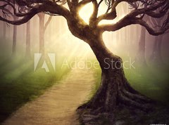 Fototapeta vliesov 270 x 200, 79255911 - Forest pathway