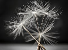 Samolepka flie 100 x 73, 79359123 - Dandelion seeds standing - Semena pampeliky