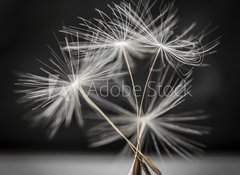 Fototapeta100 x 73  Dandelion seeds standing, 100 x 73 cm