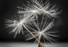 Fototapeta145 x 100  Dandelion seeds standing, 145 x 100 cm