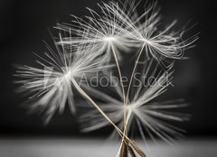 Fototapeta160 x 116  Dandelion seeds standing, 160 x 116 cm