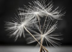 Fototapeta254 x 184  Dandelion seeds standing, 254 x 184 cm