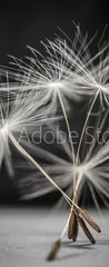 Samolepka na dvee flie 90 x 220  Dandelion seeds standing, 90 x 220 cm