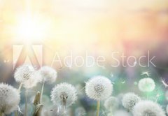 Fototapeta pltno 174 x 120, 79562753 - field of dandelion in sunset - bokeh and allergy
