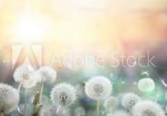 Fototapeta papr 184 x 128, 79562753 - field of dandelion in sunset - bokeh and allergy