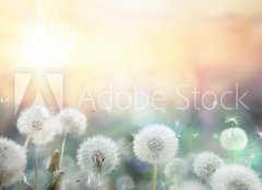 Fototapeta papr 254 x 184, 79562753 - field of dandelion in sunset - bokeh and allergy