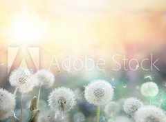 Fototapeta pltno 330 x 244, 79562753 - field of dandelion in sunset - bokeh and allergy