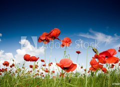 Samolepka flie 100 x 73, 7988528 - Field with poppies under dark sky