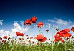 Fototapeta145 x 100  Field with poppies under dark sky, 145 x 100 cm