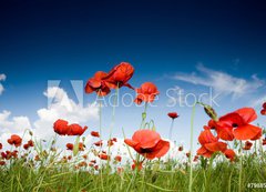 Fototapeta vliesov 200 x 144, 7988528 - Field with poppies under dark sky