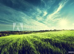 Fototapeta vliesov 100 x 73, 80241245 - field of barley in sunset time