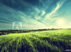 Samolepka flie 100 x 73, 80241245 - field of barley in sunset time - pole jemene v dob zpadu slunce