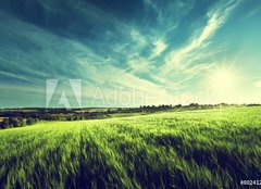 Fototapeta papr 160 x 116, 80241245 - field of barley in sunset time