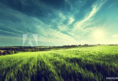 Fototapeta174 x 120  field of barley in sunset time, 174 x 120 cm