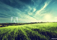 Fototapeta184 x 128  field of barley in sunset time, 184 x 128 cm