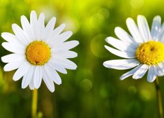 Fototapeta vliesov 200 x 144, 80255596 - White daisy flowers .