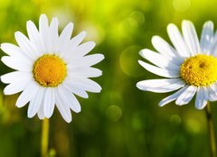 Fototapeta pltno 240 x 174, 80255596 - White daisy flowers . - Bl sedmikrsky.