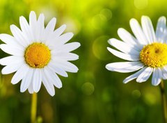 Fototapeta pltno 330 x 244, 80255596 - White daisy flowers .